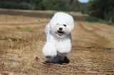 BICHON FRISE 026